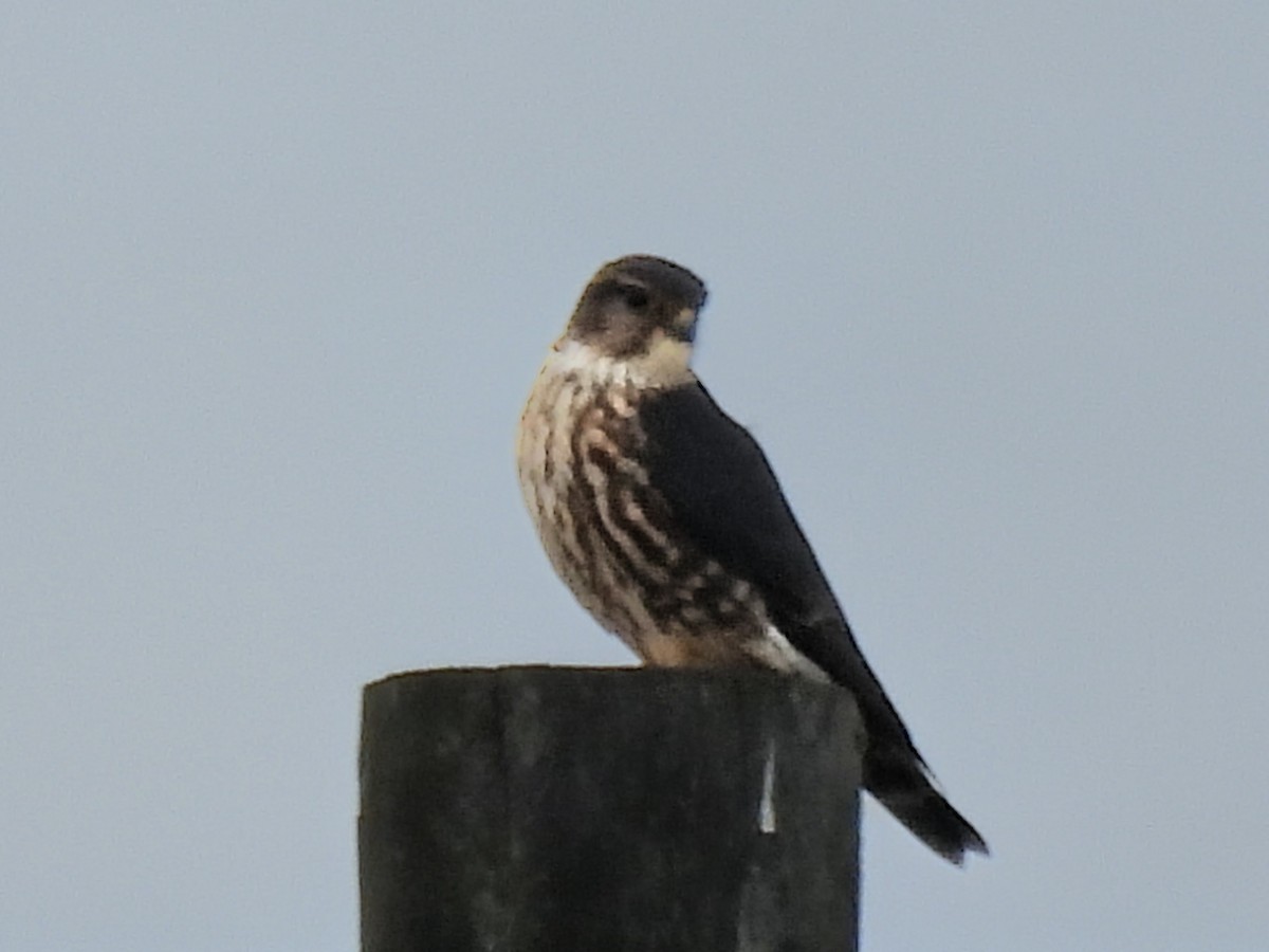 בז גמדי - ML646843572