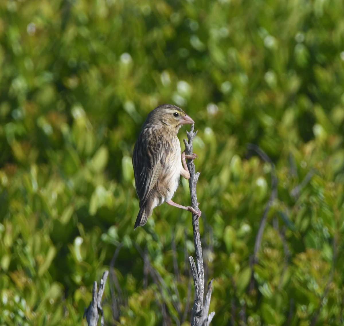 Southern Red Bishop - ML646843573