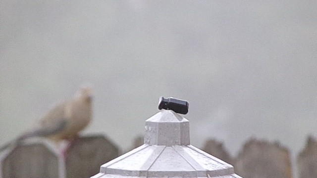 Mourning Dove - ML646843600