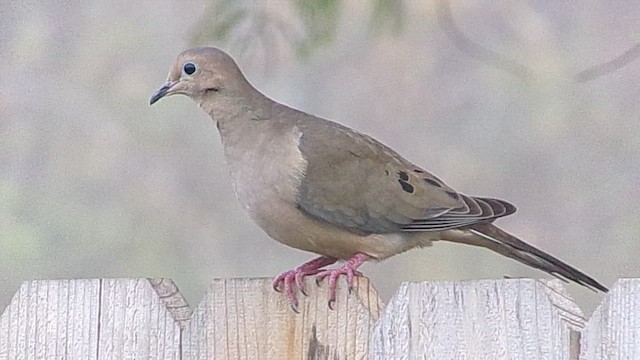 Mourning Dove - ML646843605
