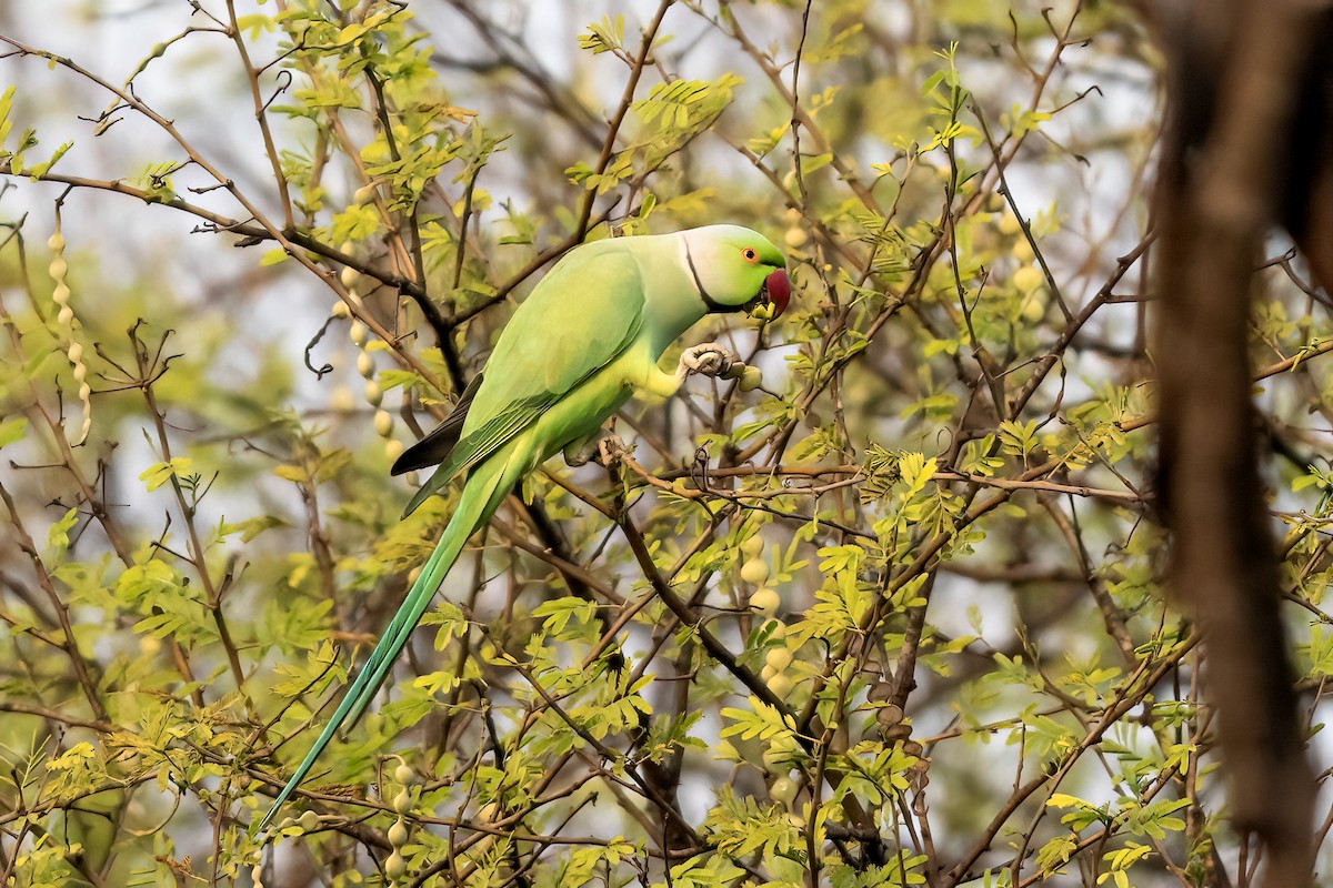 Rose-ringed Parakeet - ML646843613