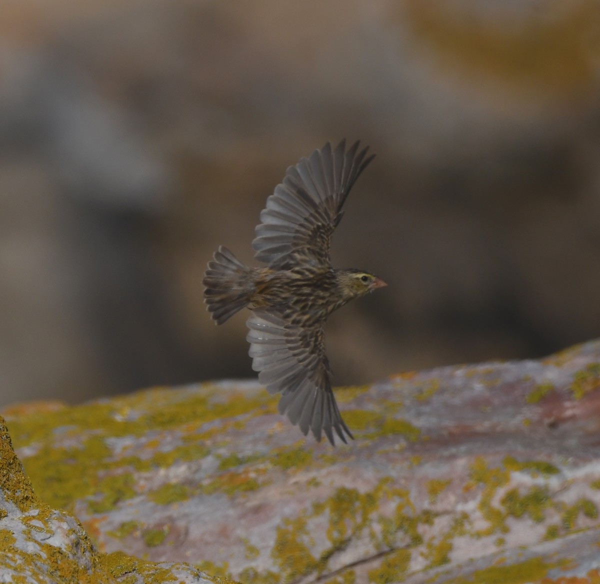Southern Red Bishop - ML646843616