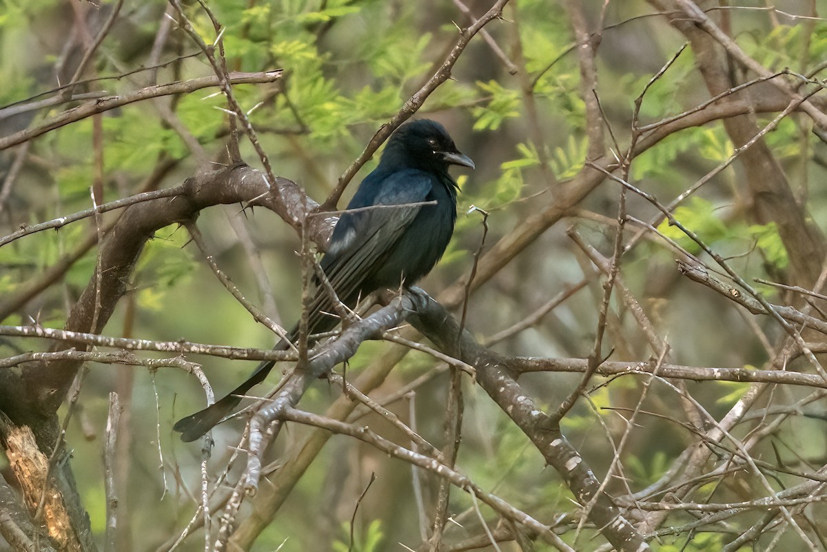 Black Drongo - ML646843619