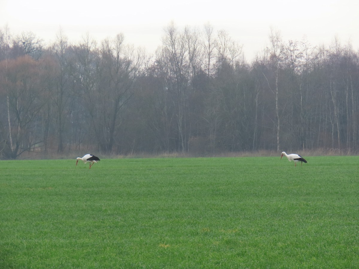 White Stork - ML646843627