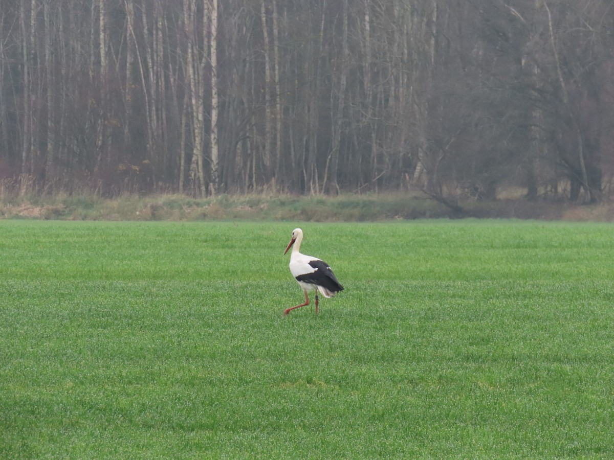 White Stork - ML646843628