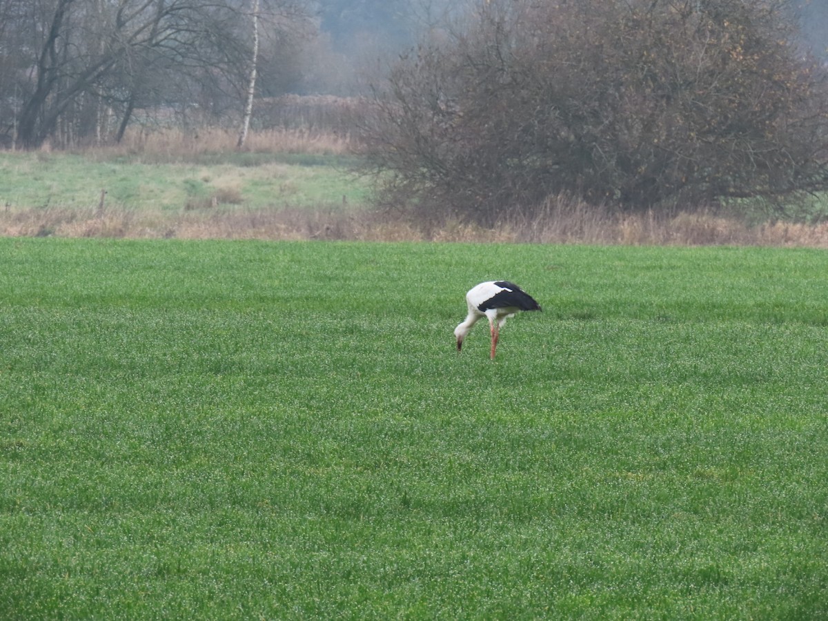 White Stork - ML646843629