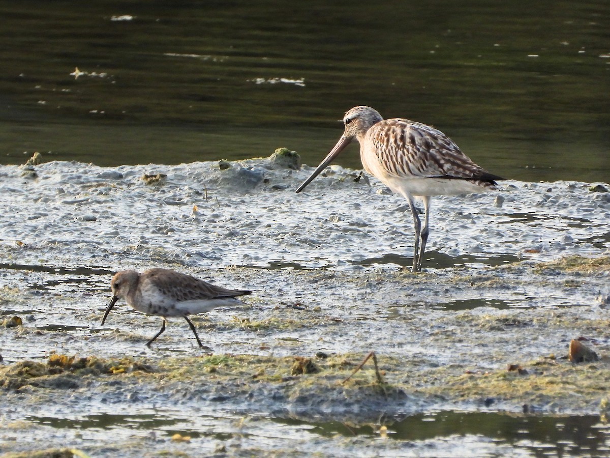 Bar-tailed Godwit - ML646843631