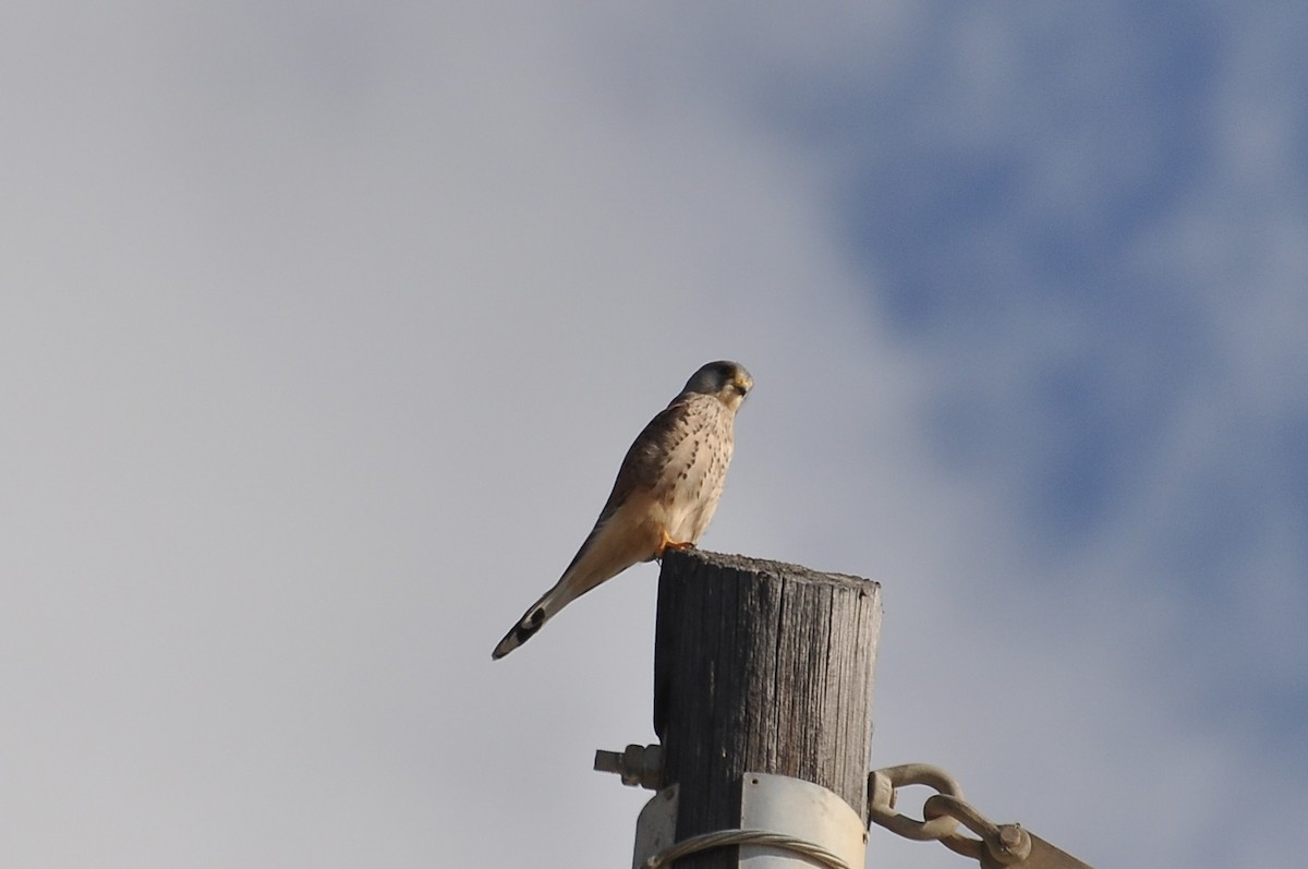 Боривітер звичайний - ML646843635