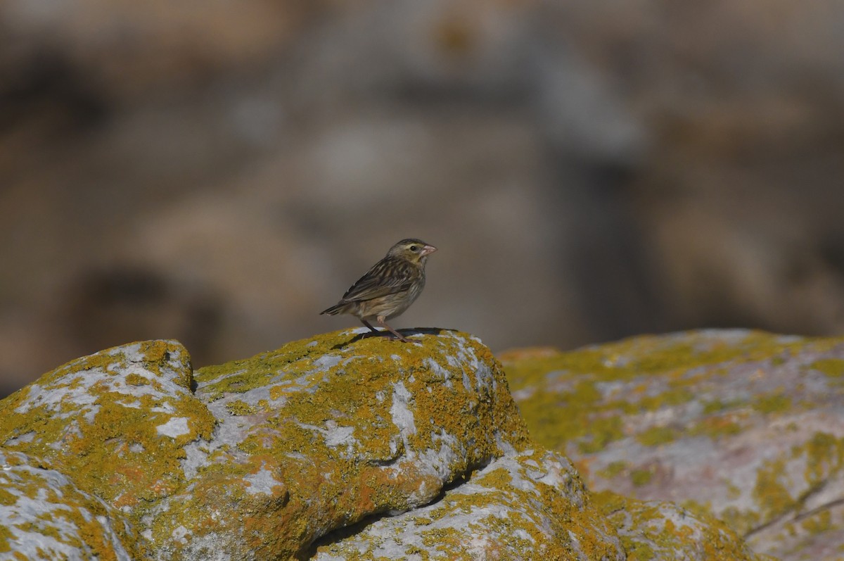 Southern Red Bishop - ML646843637