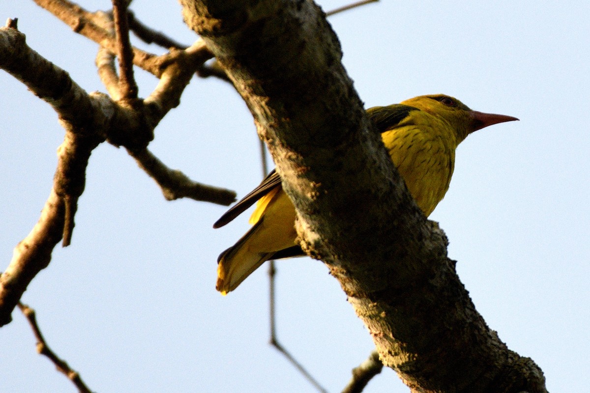 Indian Golden Oriole - ML646843639