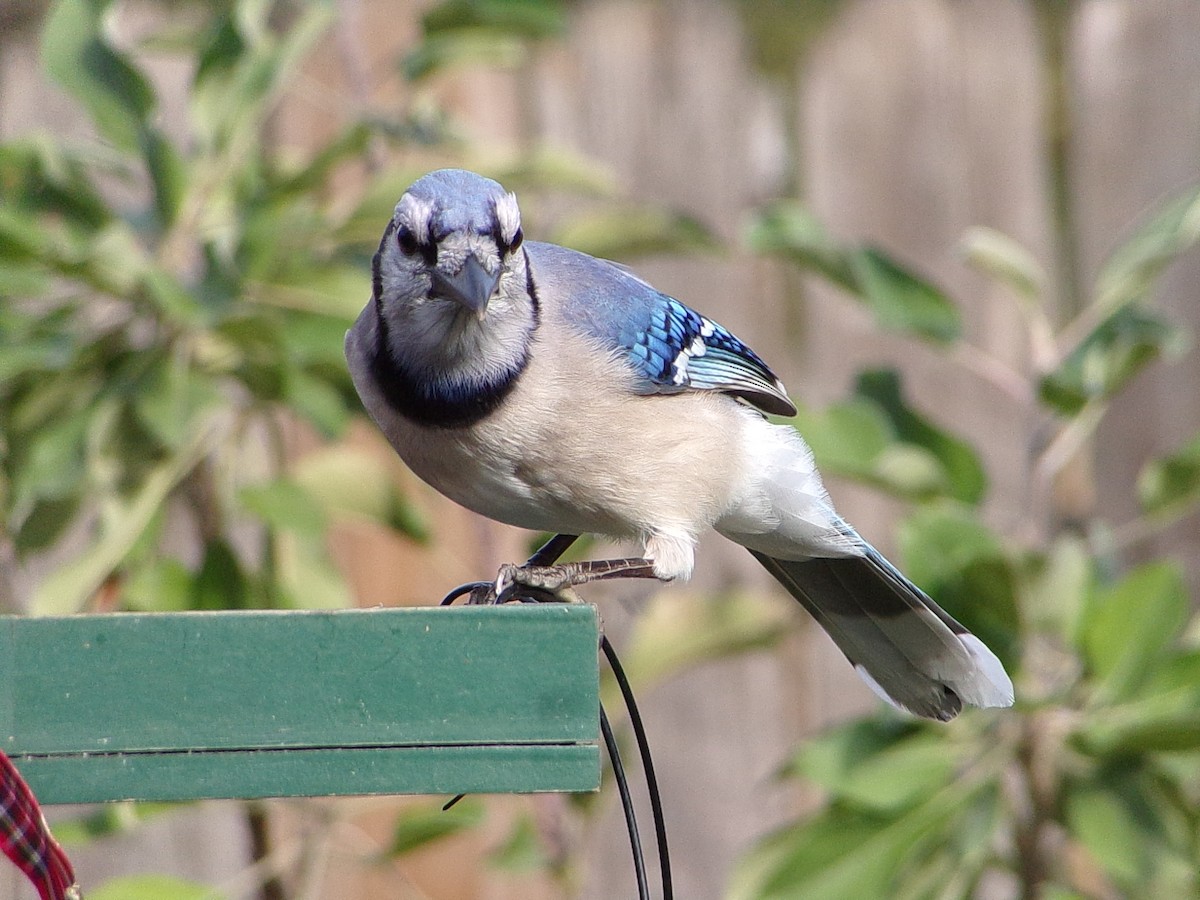 Blue Jay - ML646843642