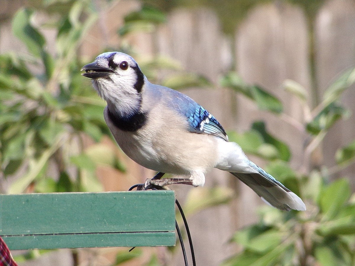 Blue Jay - ML646843643