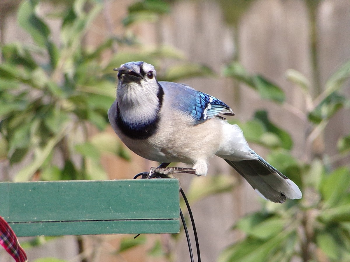 Blue Jay - ML646843644