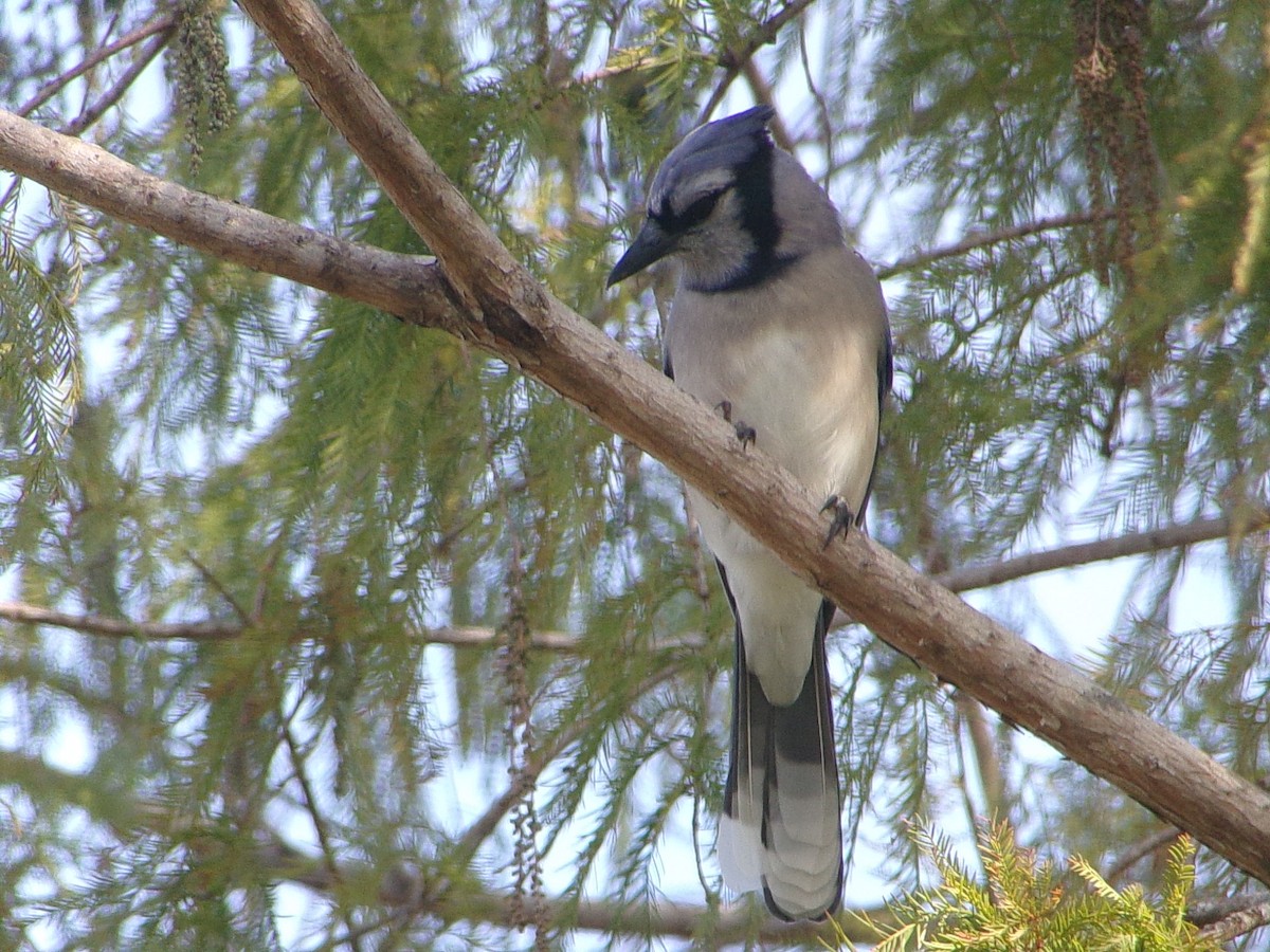 Blue Jay - ML646843645