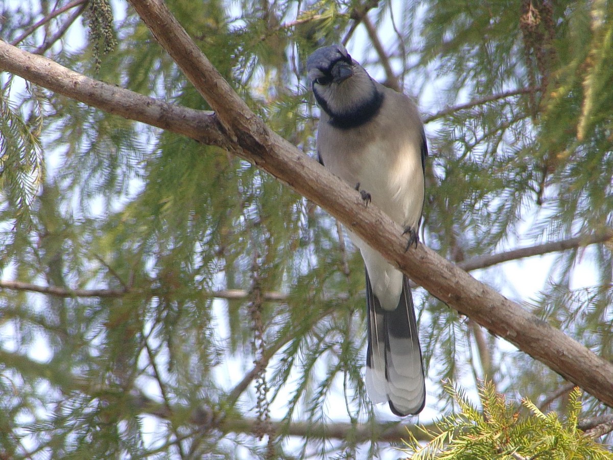 Blue Jay - ML646843646