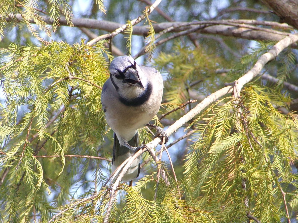 Blue Jay - ML646843647