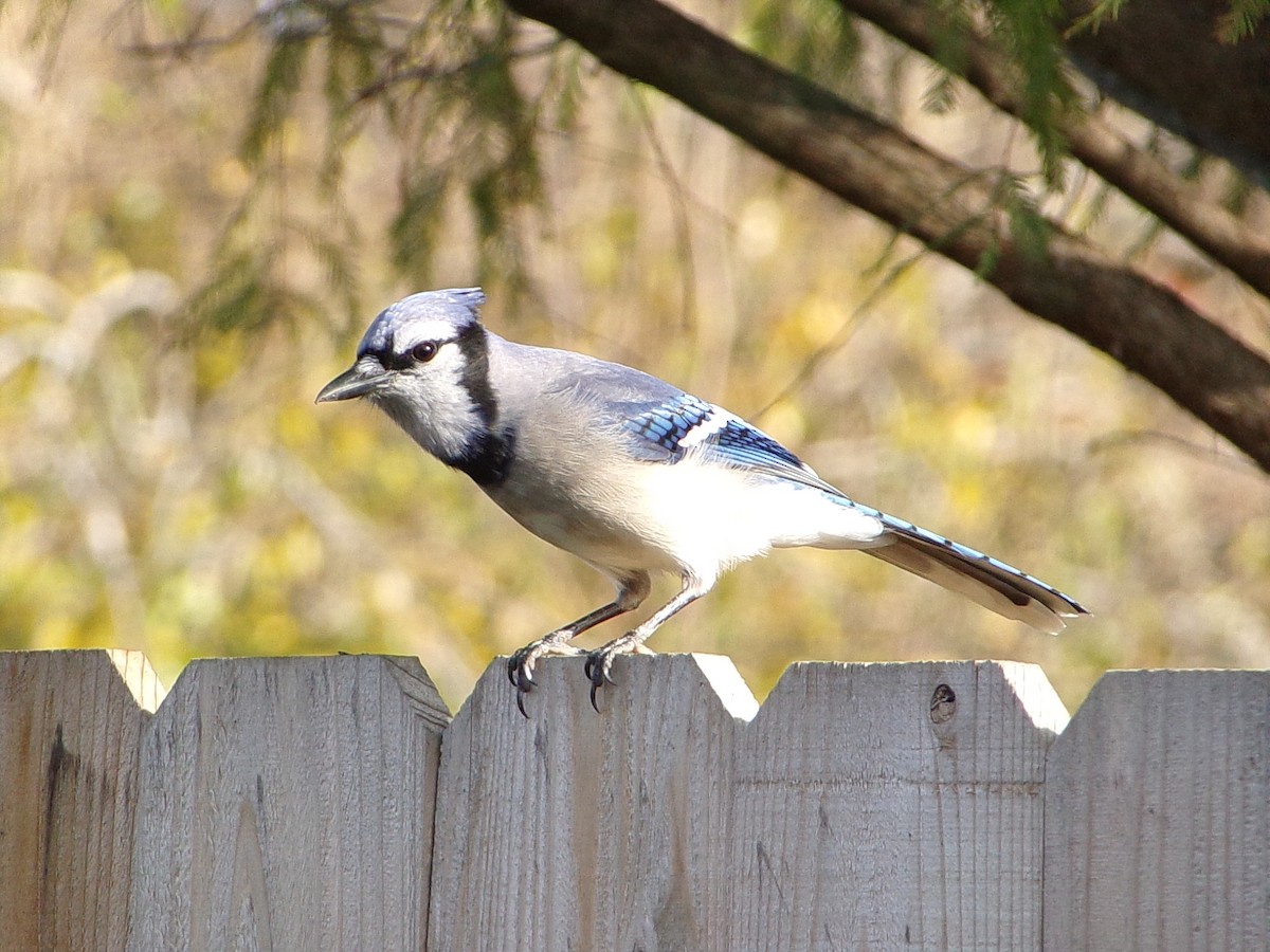 Blue Jay - ML646843648