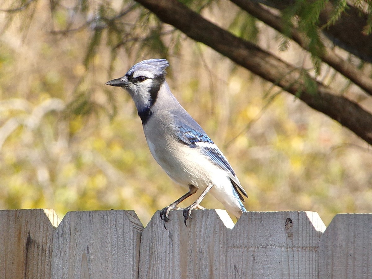 Blue Jay - ML646843649