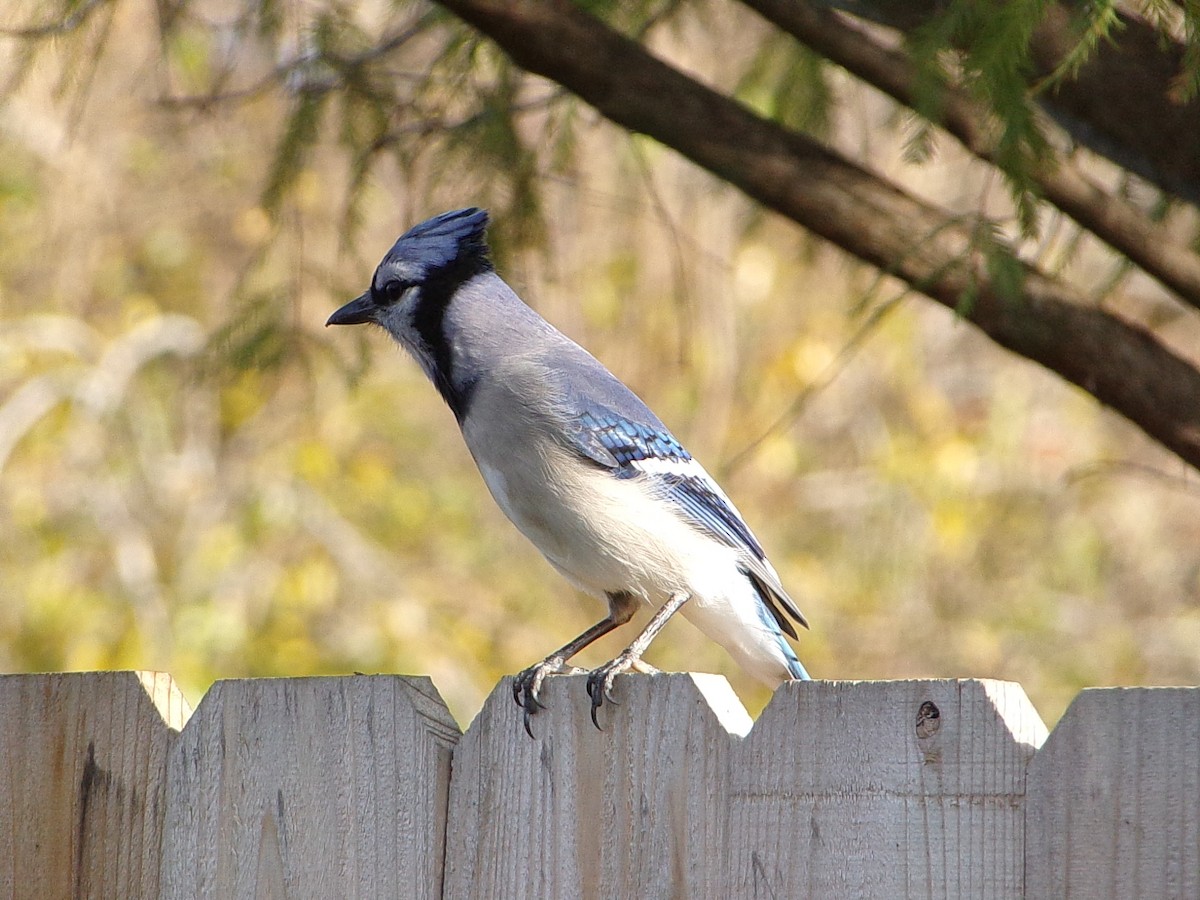 Blue Jay - ML646843650