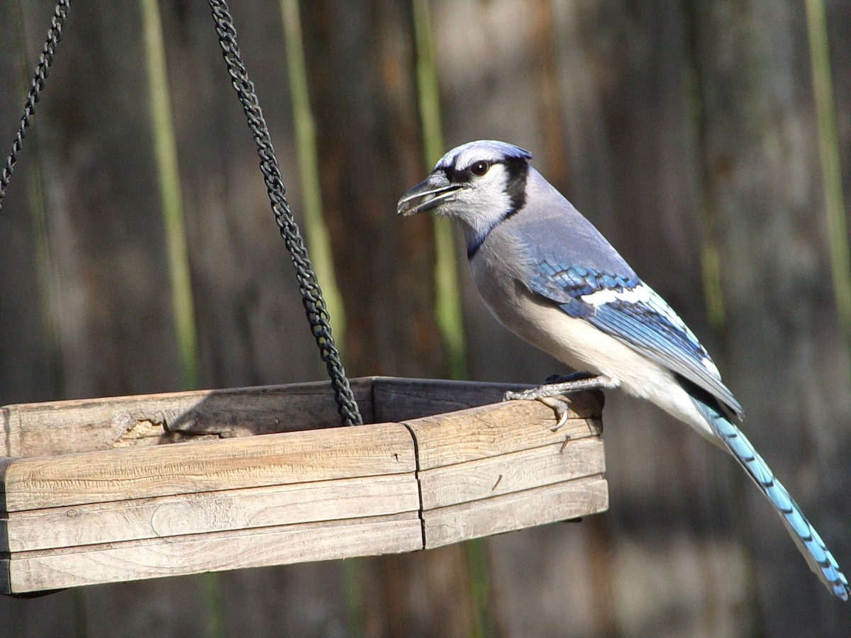 Blue Jay - ML646843651