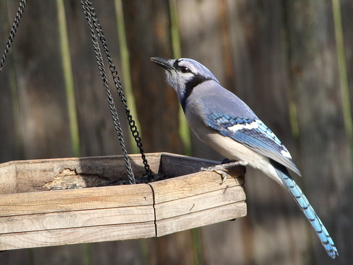 Blue Jay - ML646843652