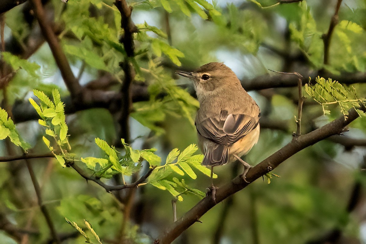 Hypolaïs bottée - ML646843654