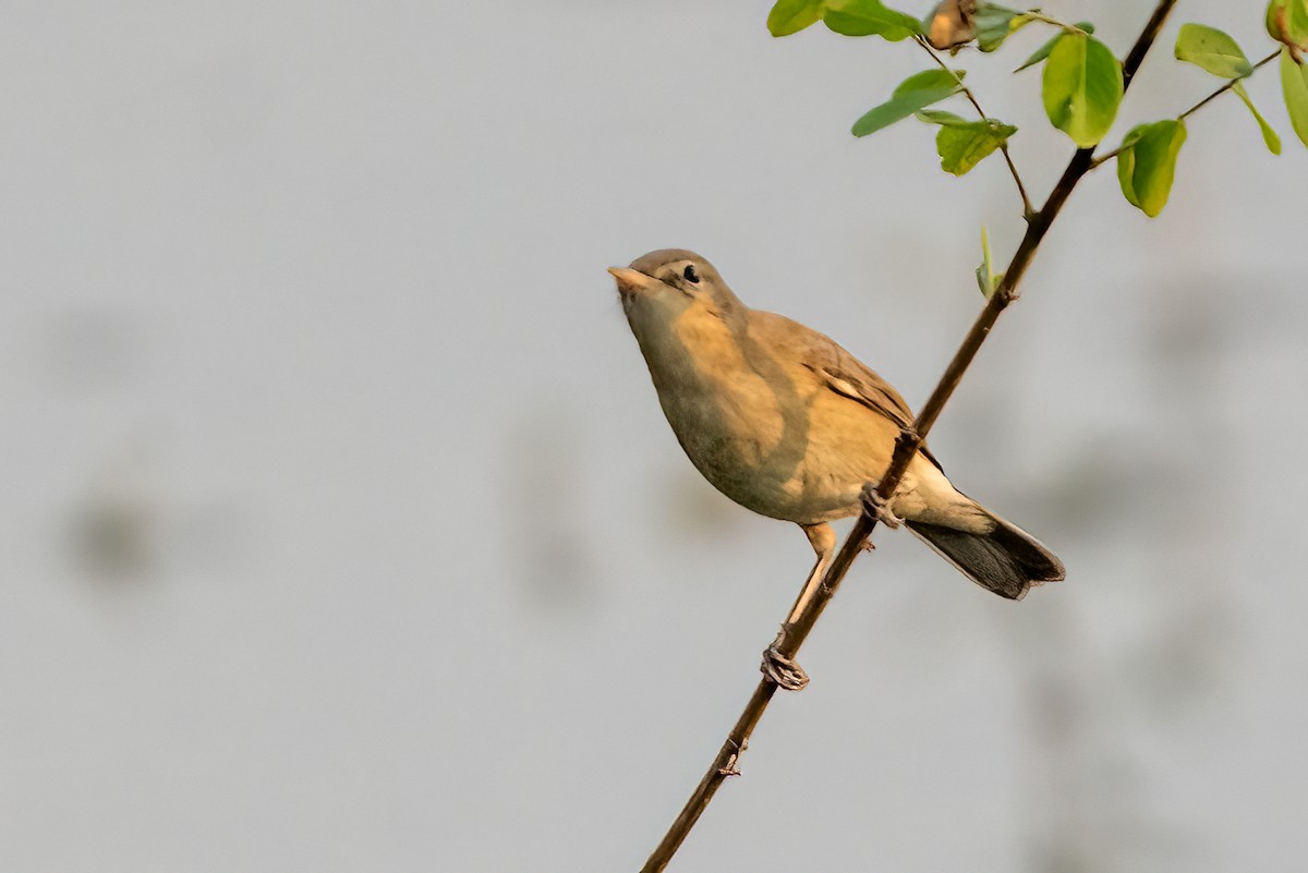 Hypolaïs bottée - ML646843655