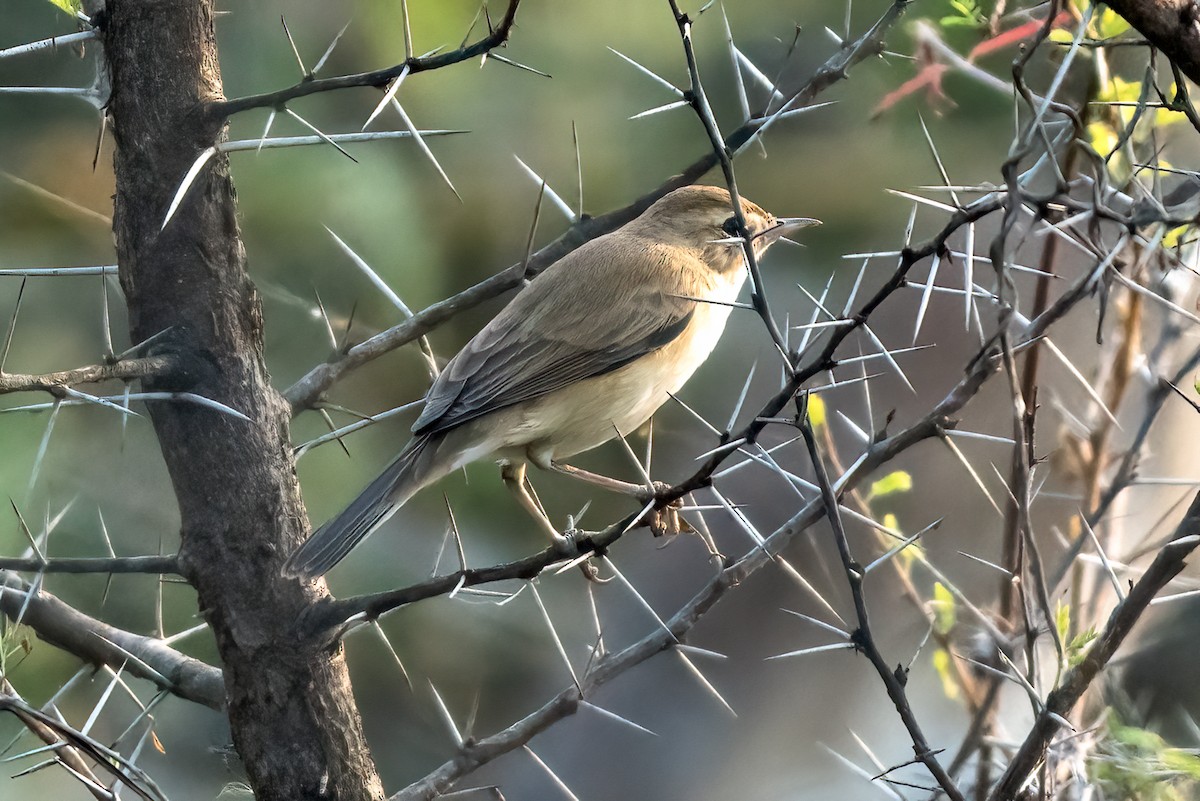 Hypolaïs bottée - ML646843656