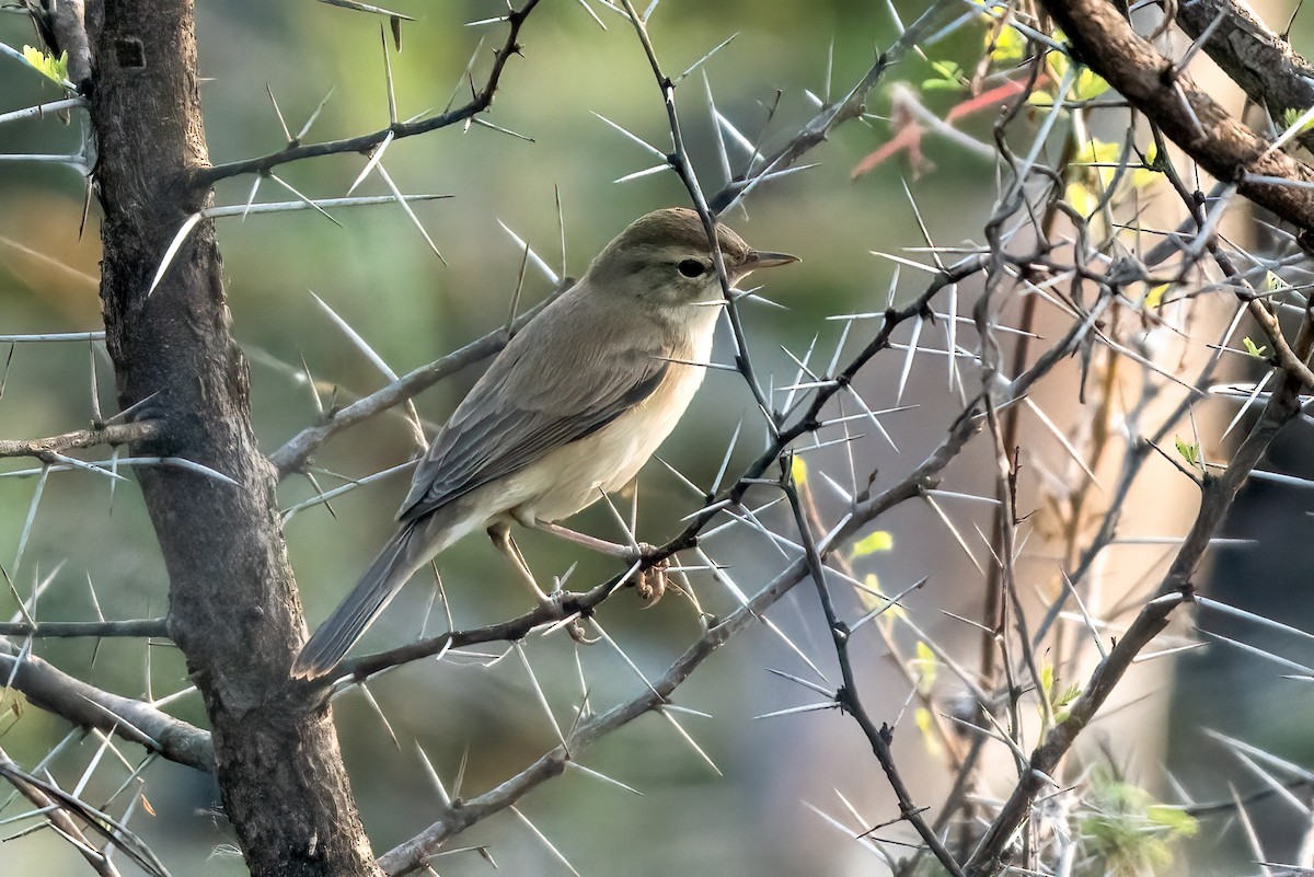 Hypolaïs bottée - ML646843657