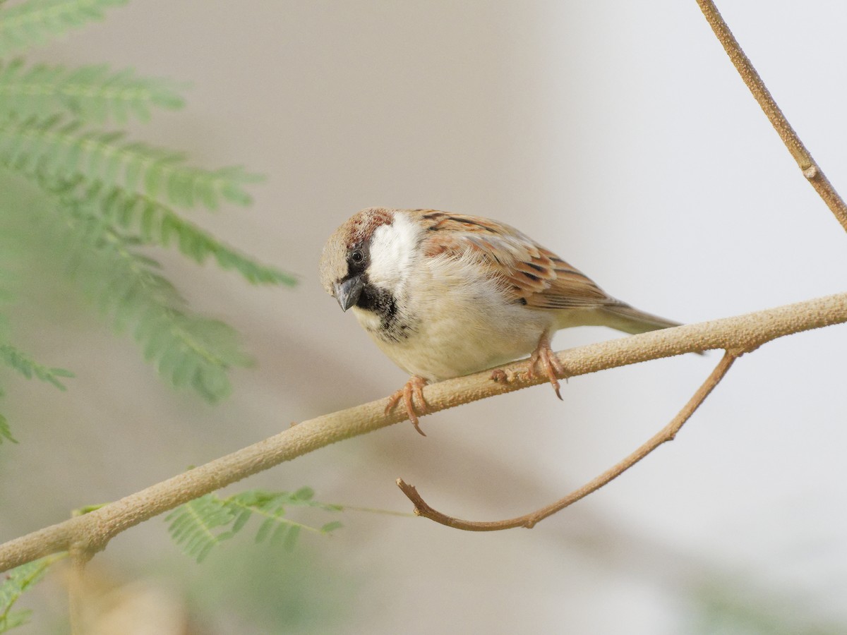 House Sparrow - ML646843658