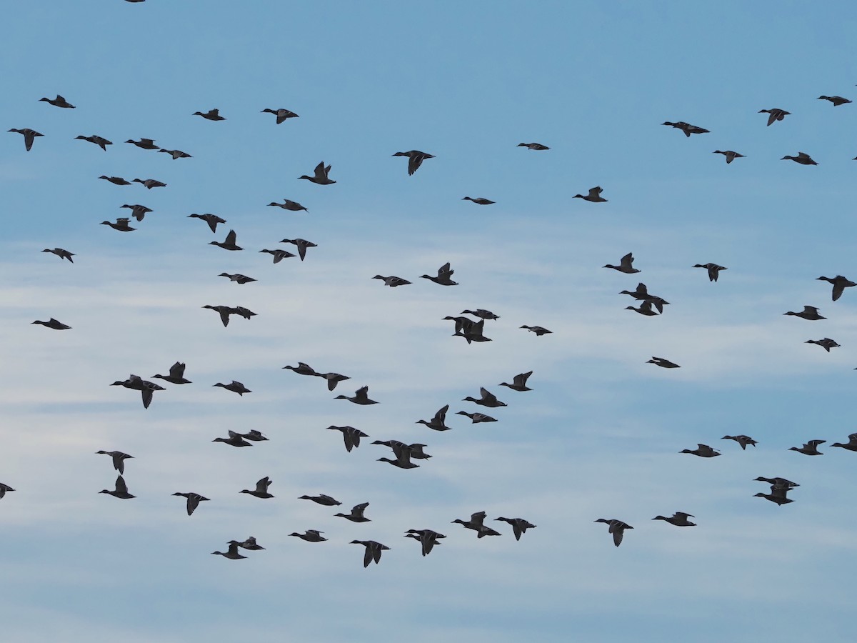 Mallard - ML646843668