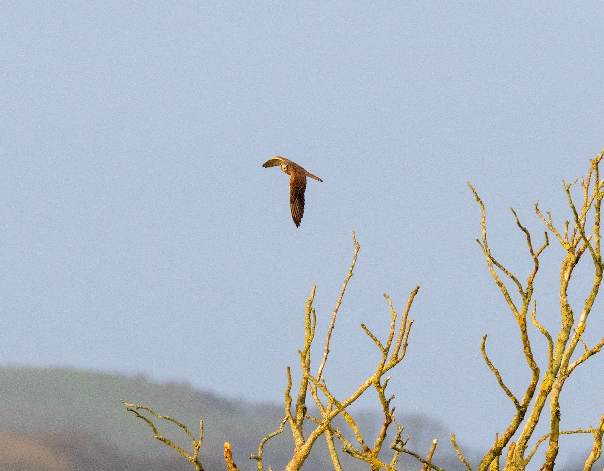 בז מצוי - ML646843671
