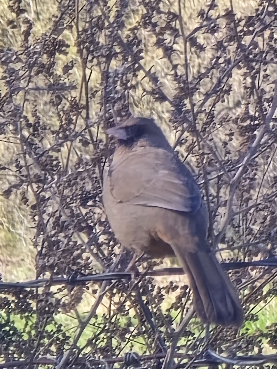 メグロトウヒチョウ - ML646843672