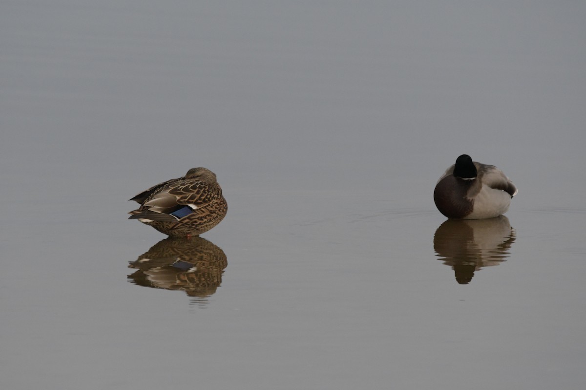 マガモ - ML646843673