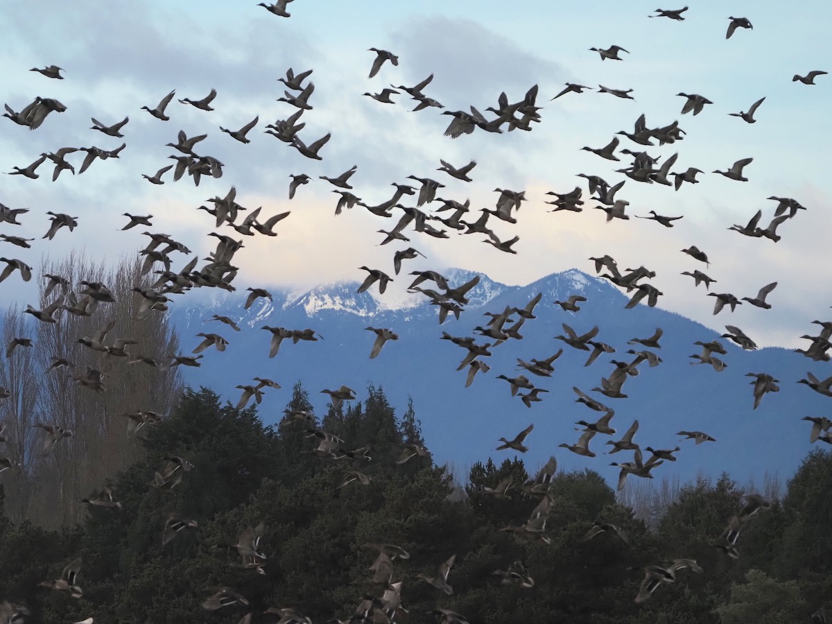 Mallard - ML646843677