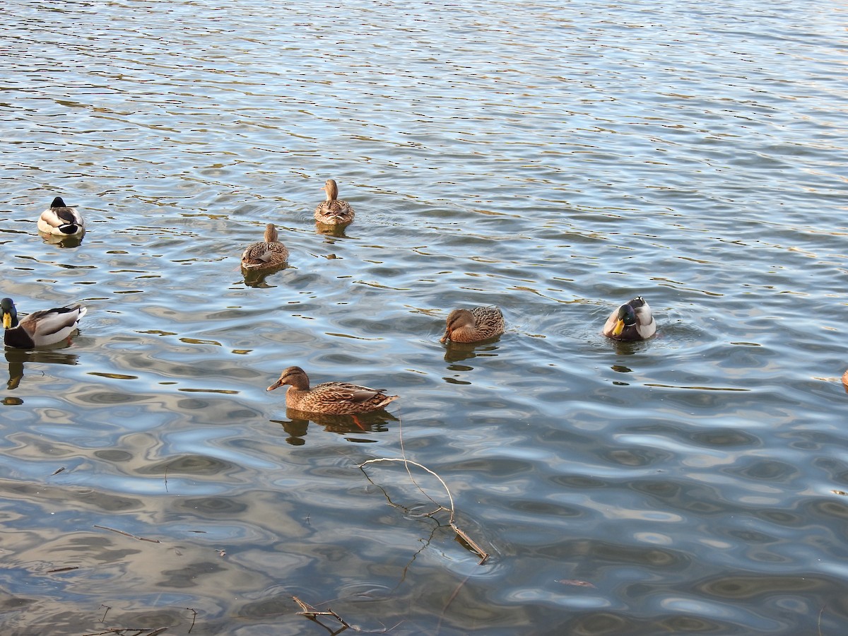 Mallard - ML646843682