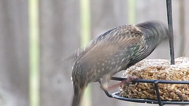 European Starling - ML646843696