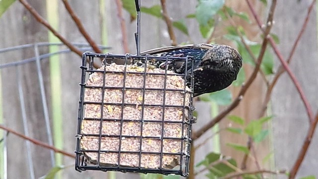 European Starling - ML646843697