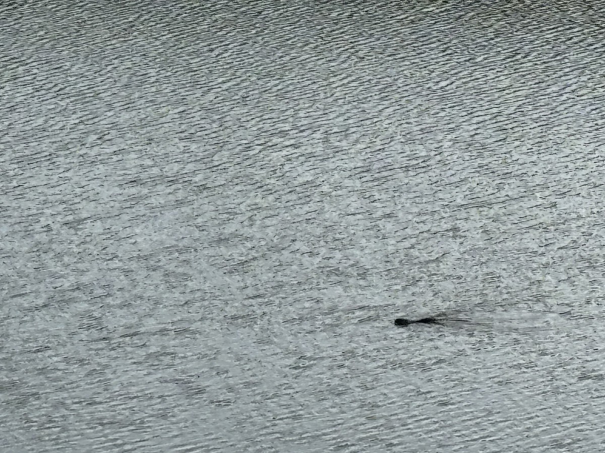 カナダカワウソ - ML646843701