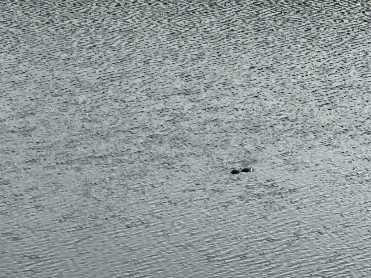 動物界 - ML646843702