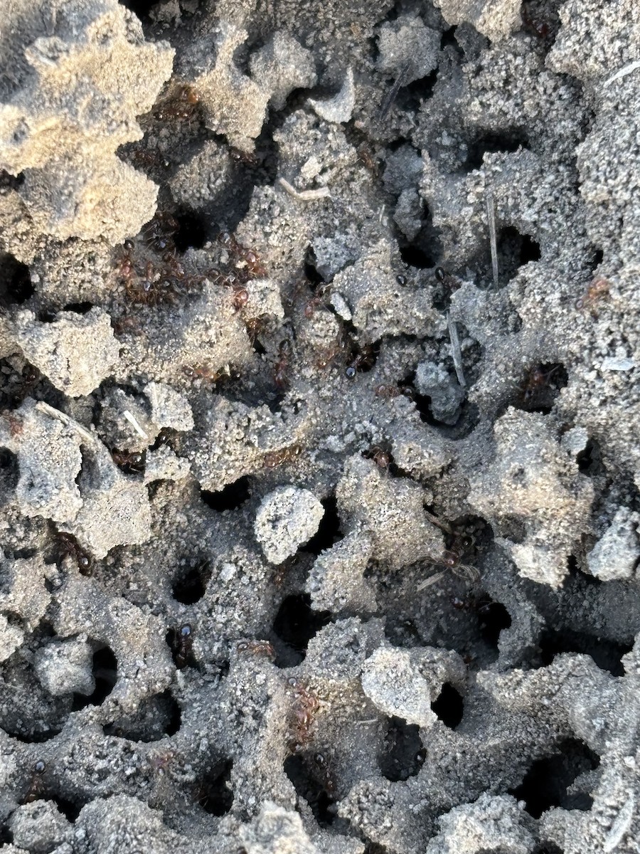 トフシアリ属 - ML646843703