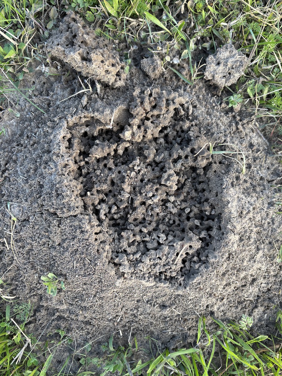 動物界 - ML646843704