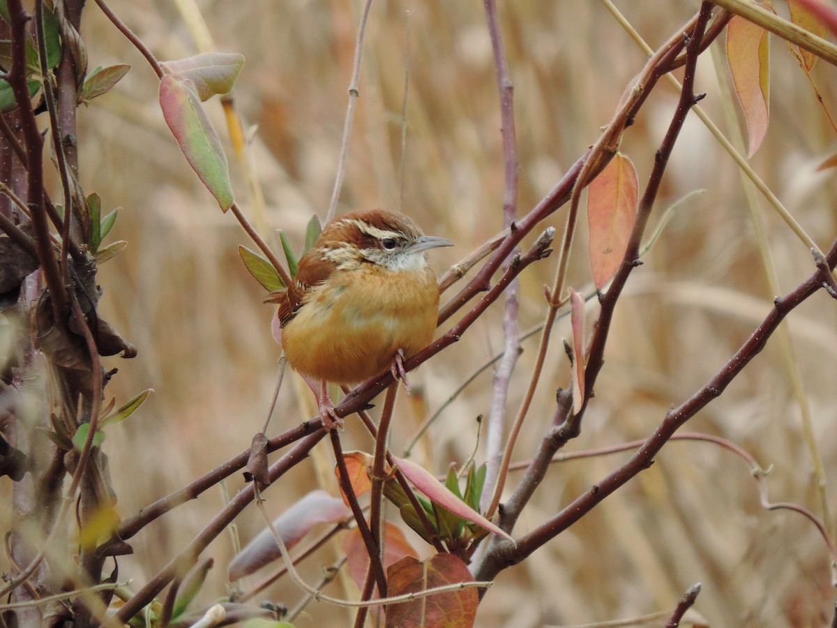 Carolina Wren - ML646843711