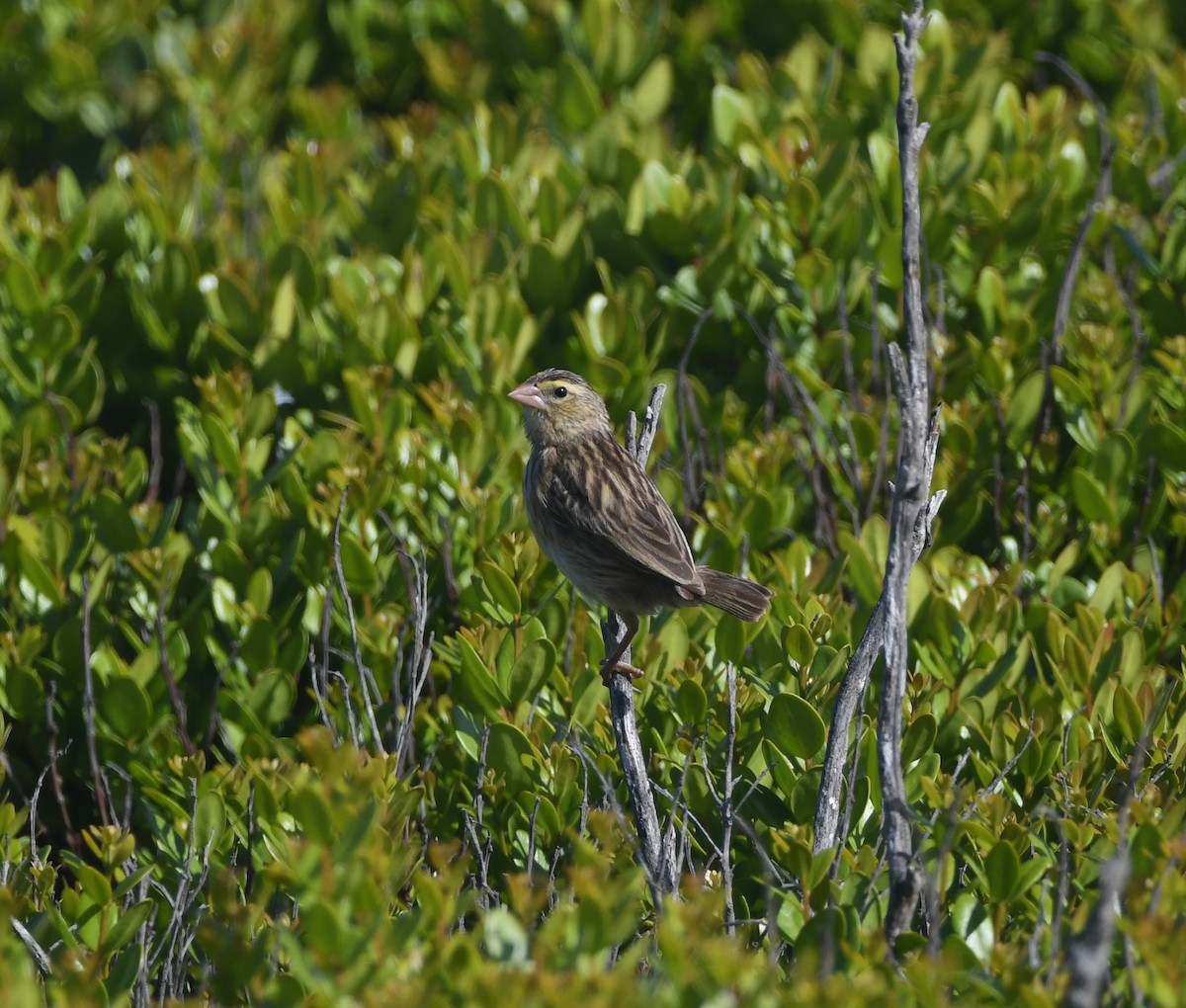 Southern Red Bishop - ML646843712