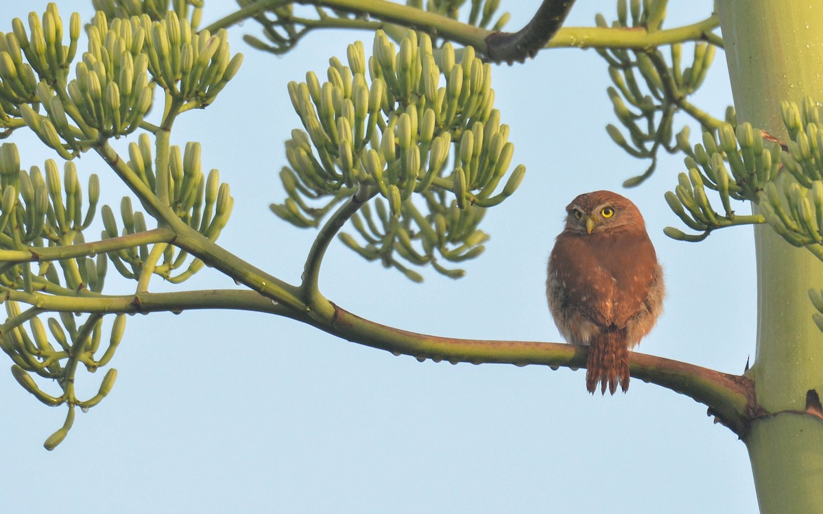 Ferruginous Pygmy-Owl - ML646843713