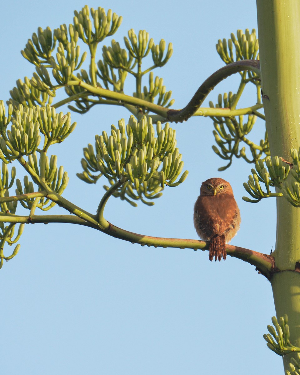 Ferruginous Pygmy-Owl - ML646843714