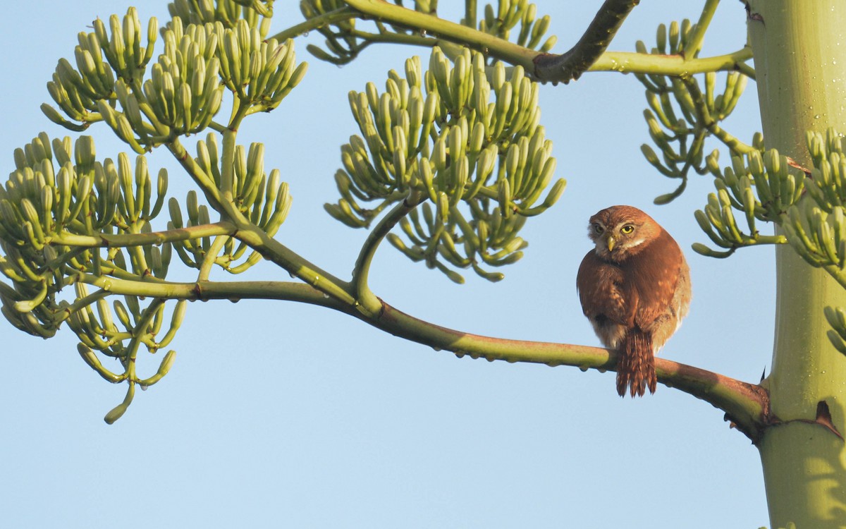 Ferruginous Pygmy-Owl - ML646843715