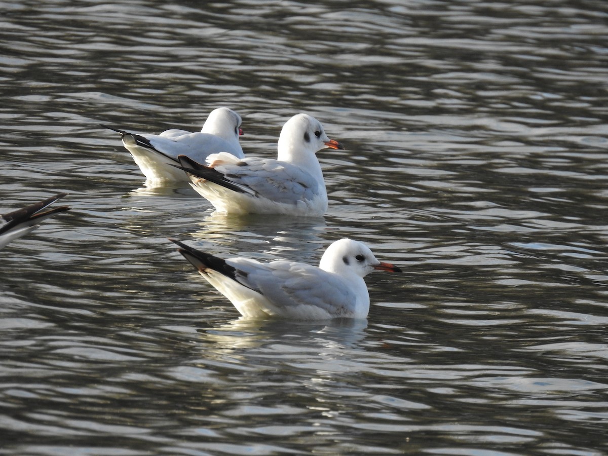 Black-headed Gull - ML646843716