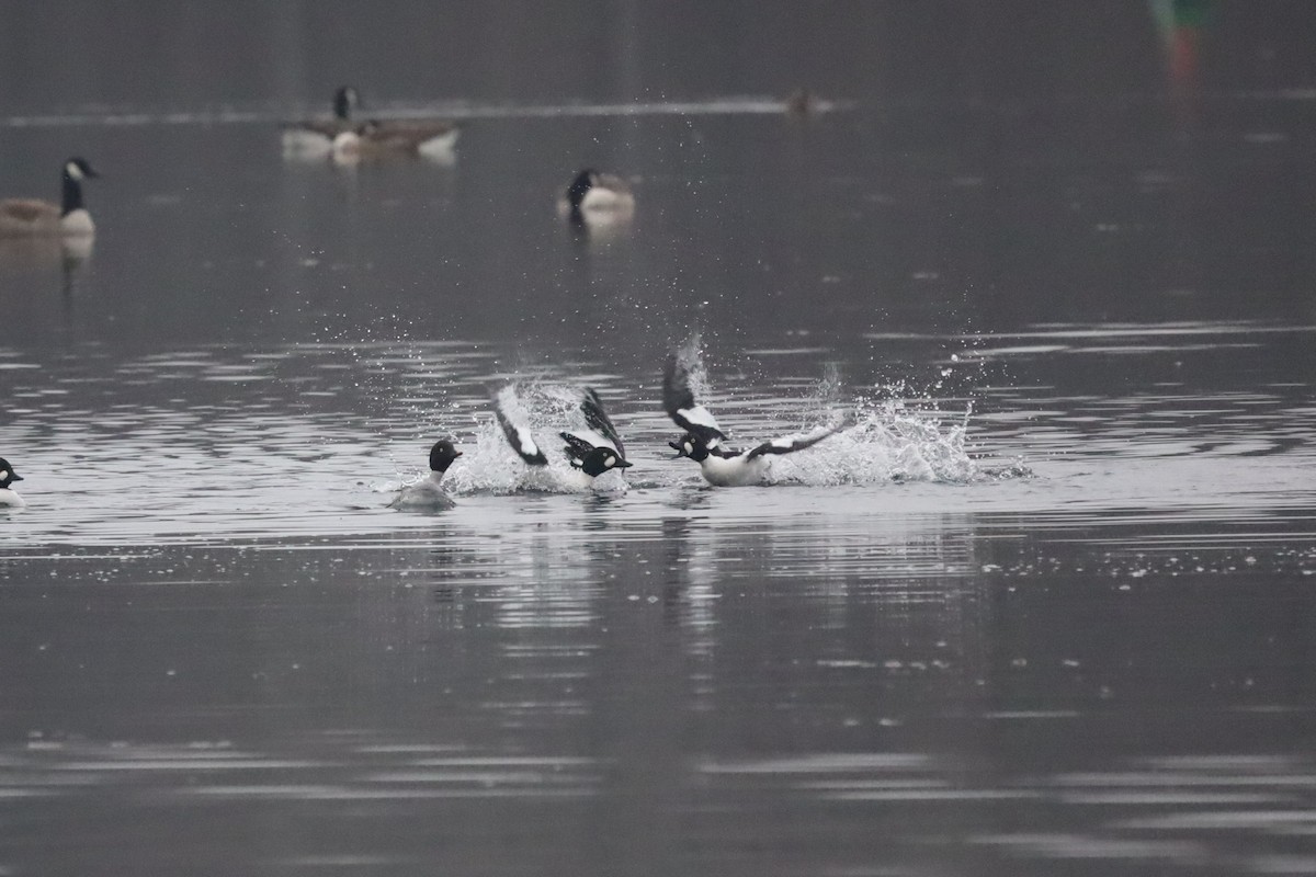 Porrón Osculado - ML646843720