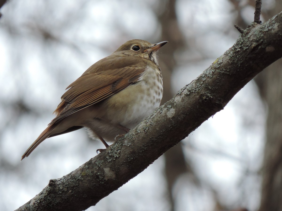 Hermit Thrush - ML646843735